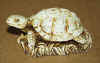 tad ivory fin.jpg (32917 bytes)
