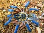 Image of Blue Legg Tarantula
